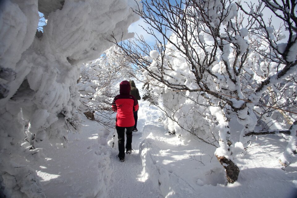 Snow flower snow snow mountain