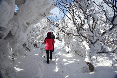 Snow flower snow snow mountain photo