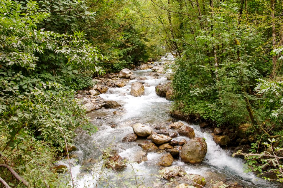 Argentine stream water forest