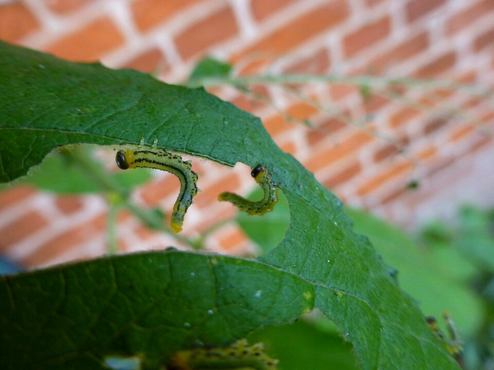Eat insect animal