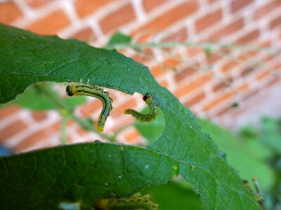 Eat insect animal
