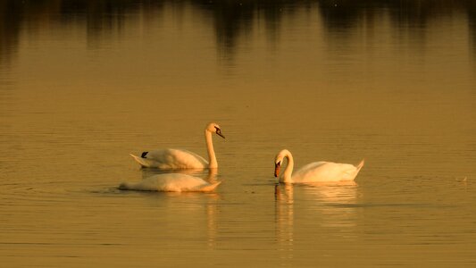 Lake swans abendstimmung