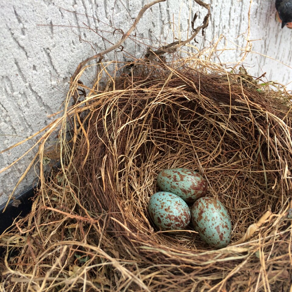 Birth birds thrush puppies