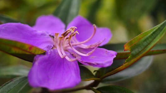 Nature purple flowers purple flower