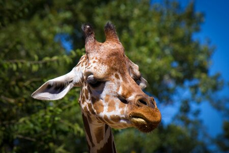 Headphones fauna long neck photo