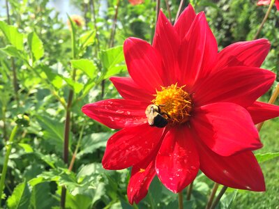 Flower bee photo