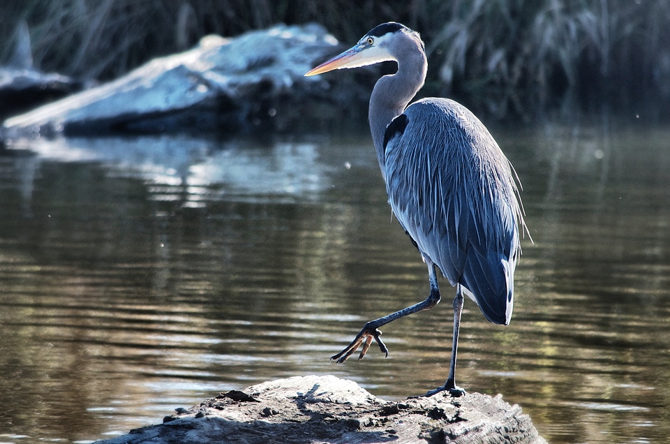 Heron peaceful wildlife