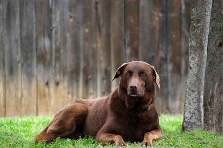 Pet canine breed photo
