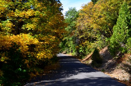 Country travel forest