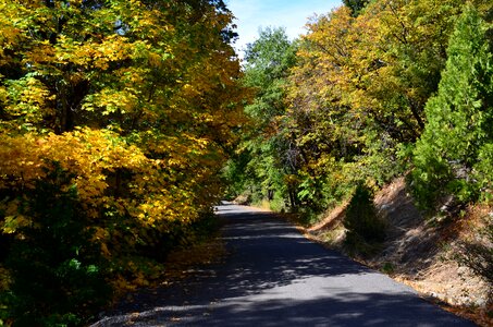 Country travel forest photo