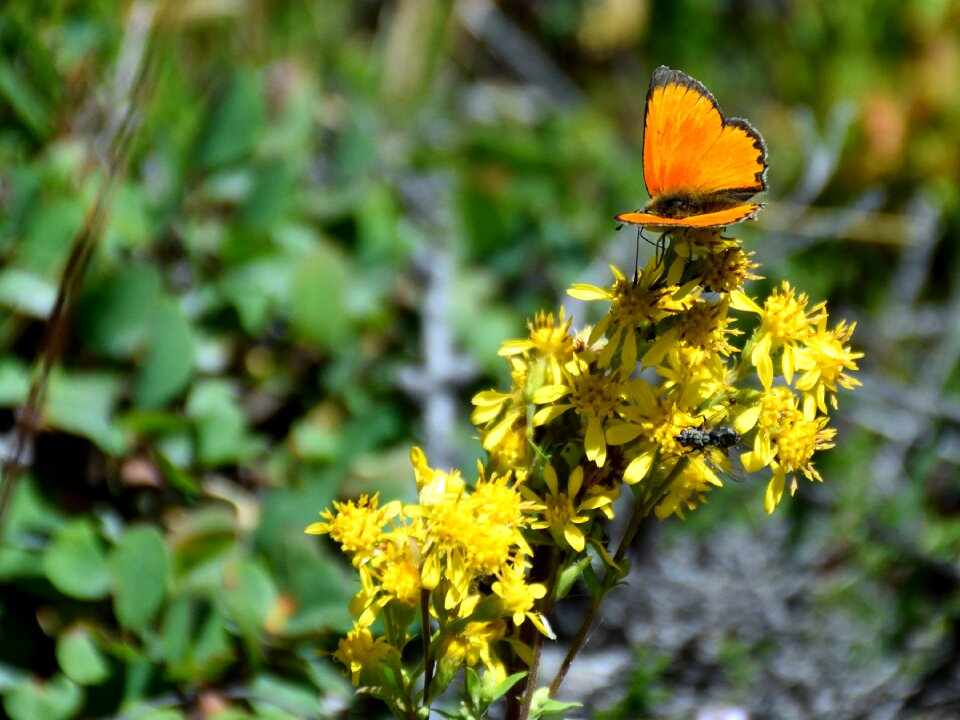 Insect yellow orange