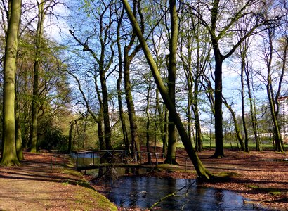 Bridge forest waters nature