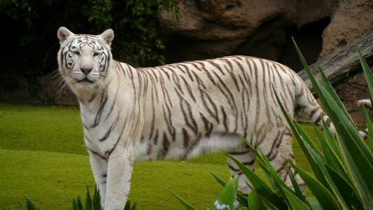 Tiger noble big cat photo