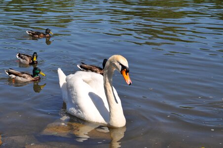 Ducks water main