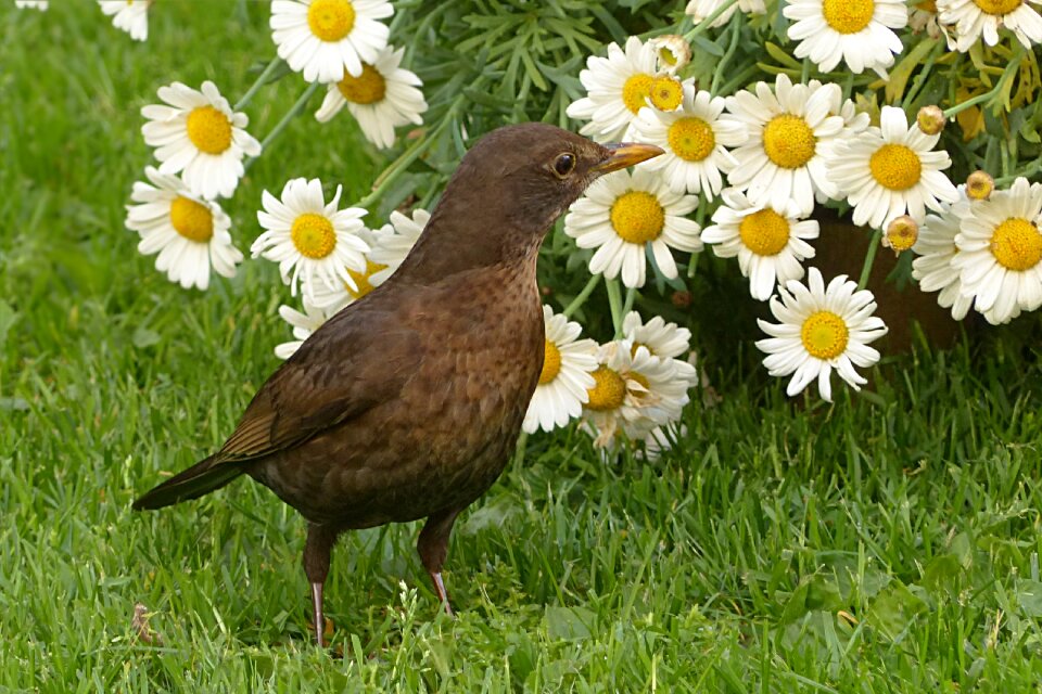 Female summer garden
