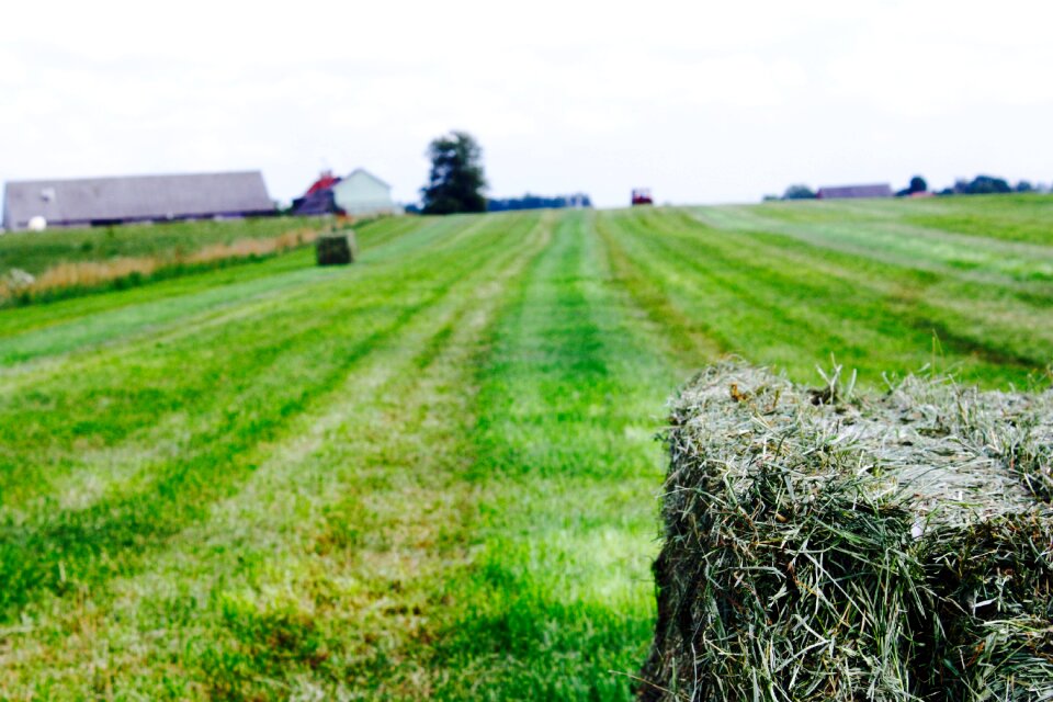 Field straw green