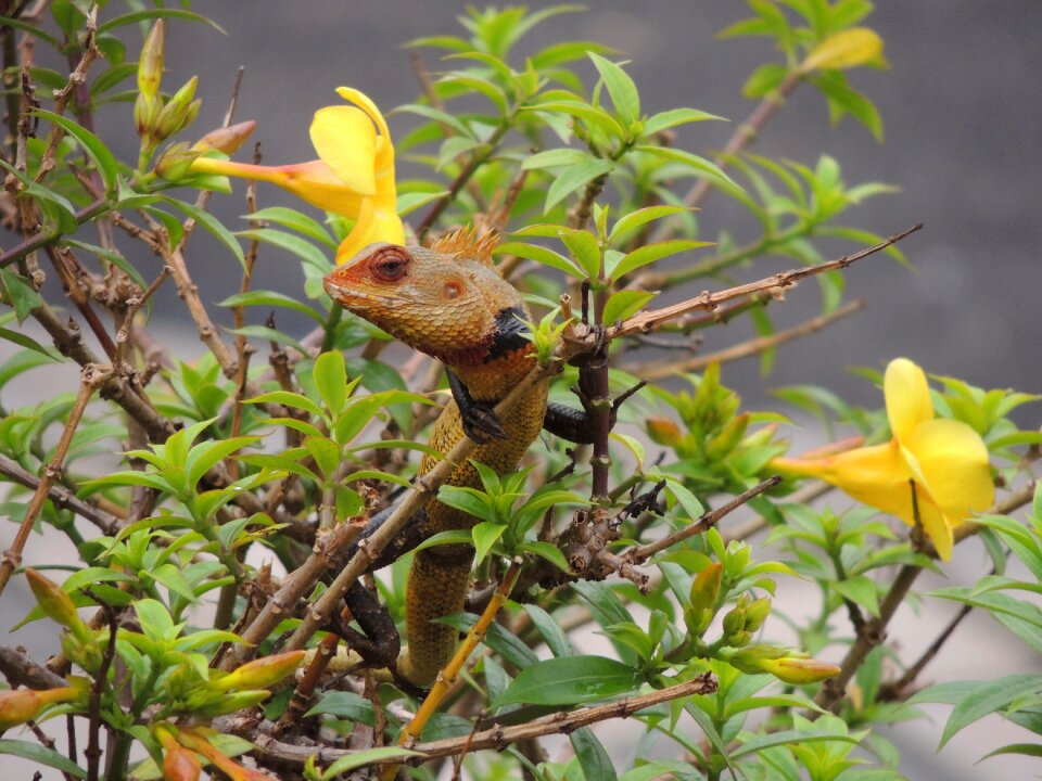 Animal nature reptile photo