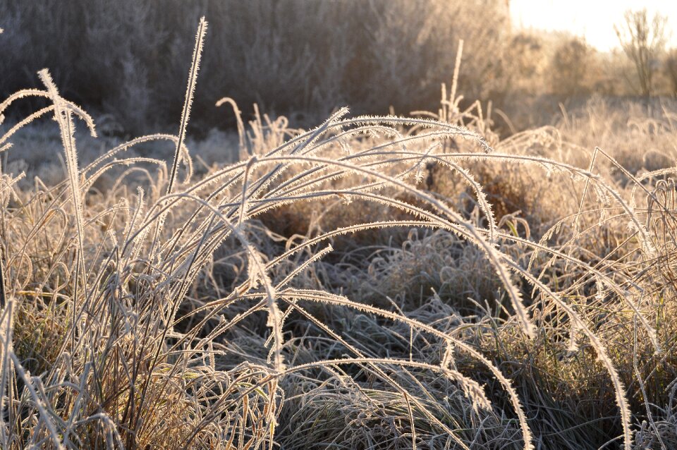 Nature frost crystal
