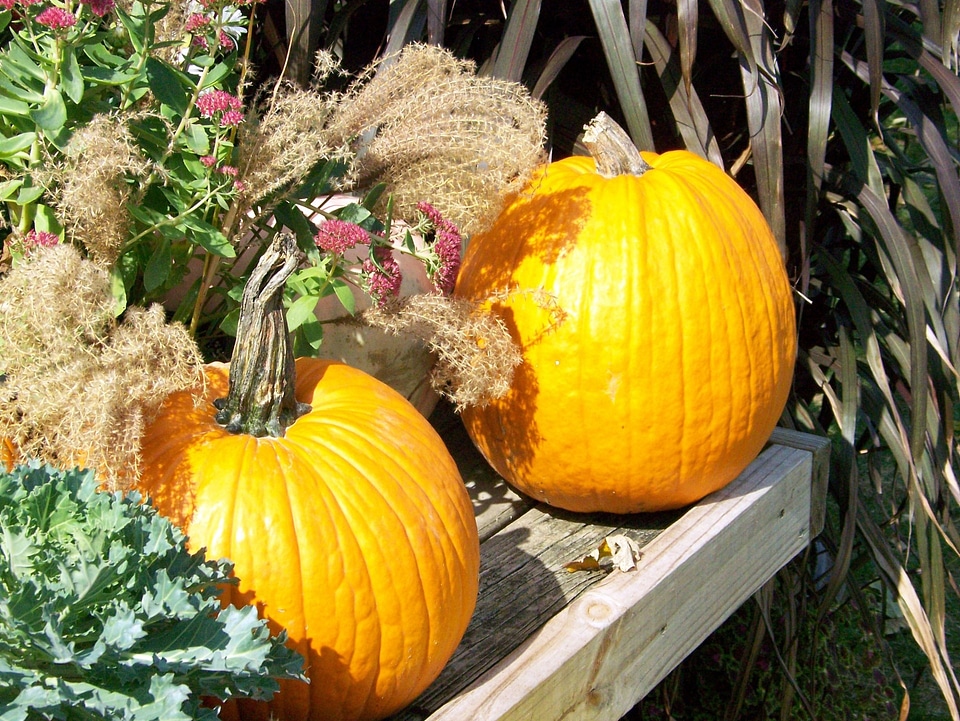 Pumpkin fall plant