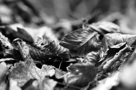 Nature wood undergrowth