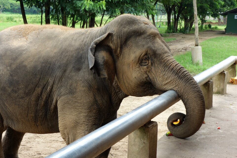 Thailand elephant nature park
