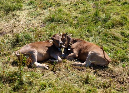 Farm beef grazing livestock