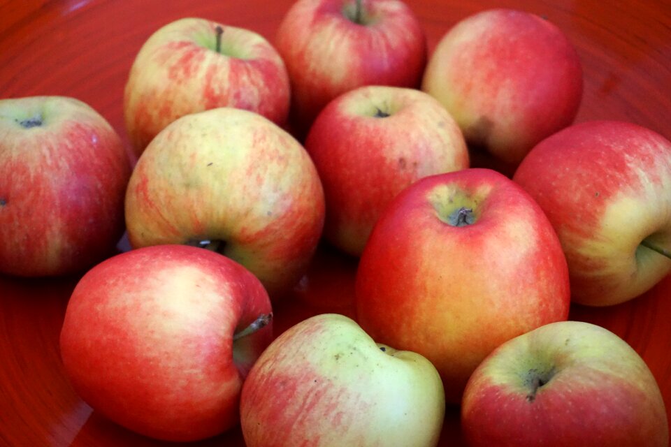 Apple shell autumn