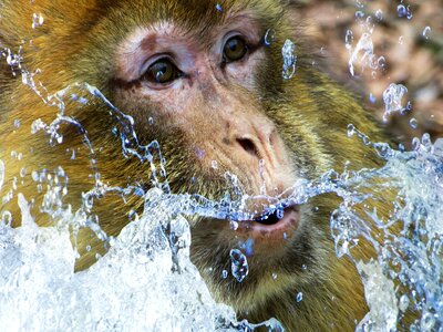 Monkey face primate animal photo