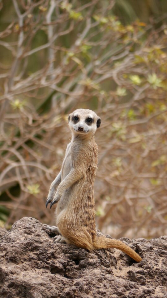 Meerkat sweet attention