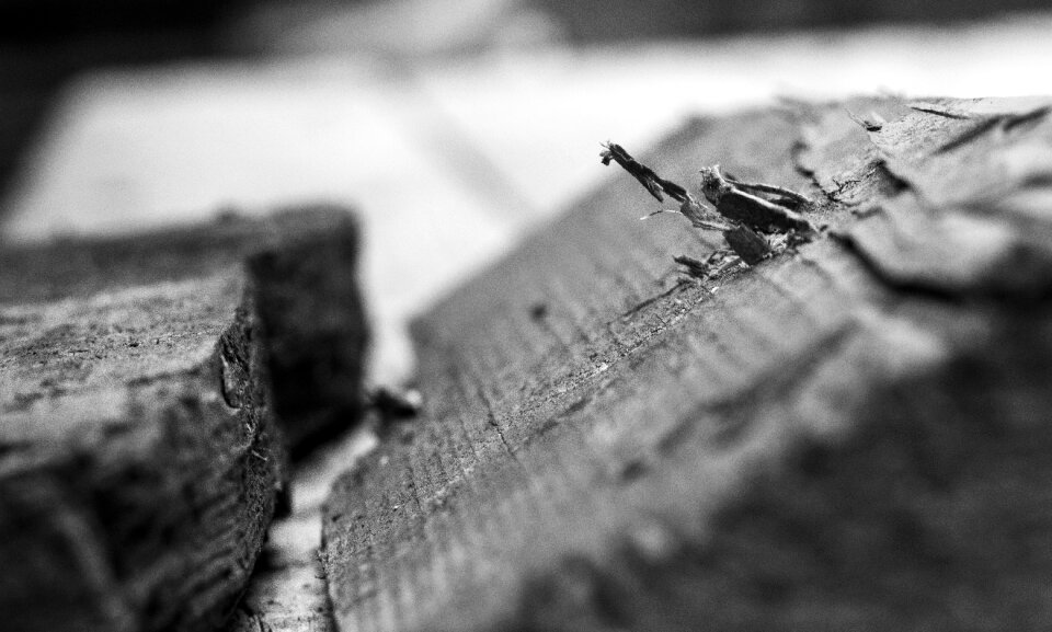 Pallets wood industry
