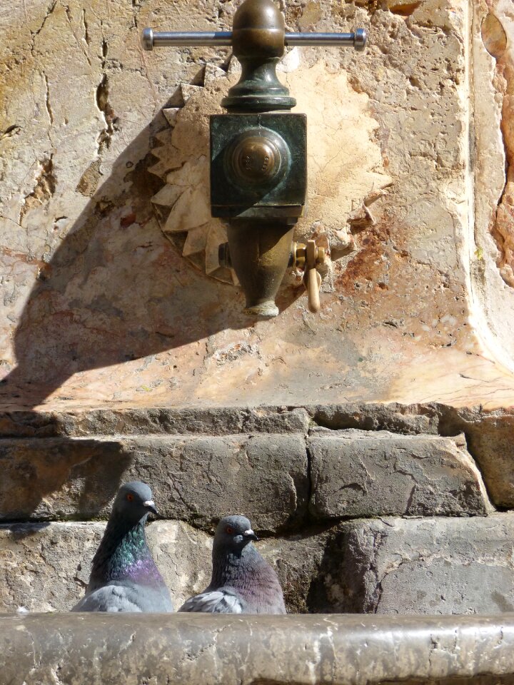 Pigeons monument tarragona
