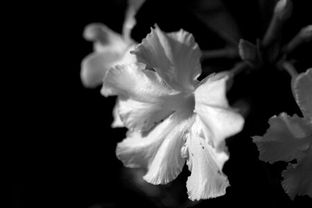 The azalea flowers desert