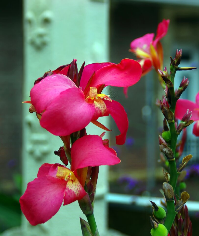 Pink flower plant botany