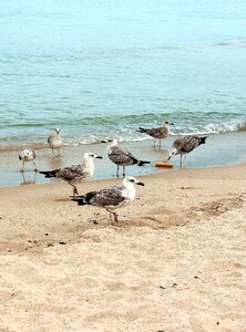 Sea beach water birds photo