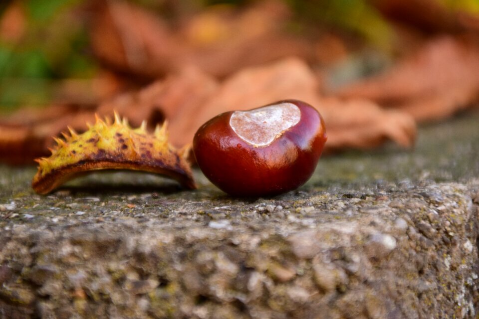 Autumn leaves nature