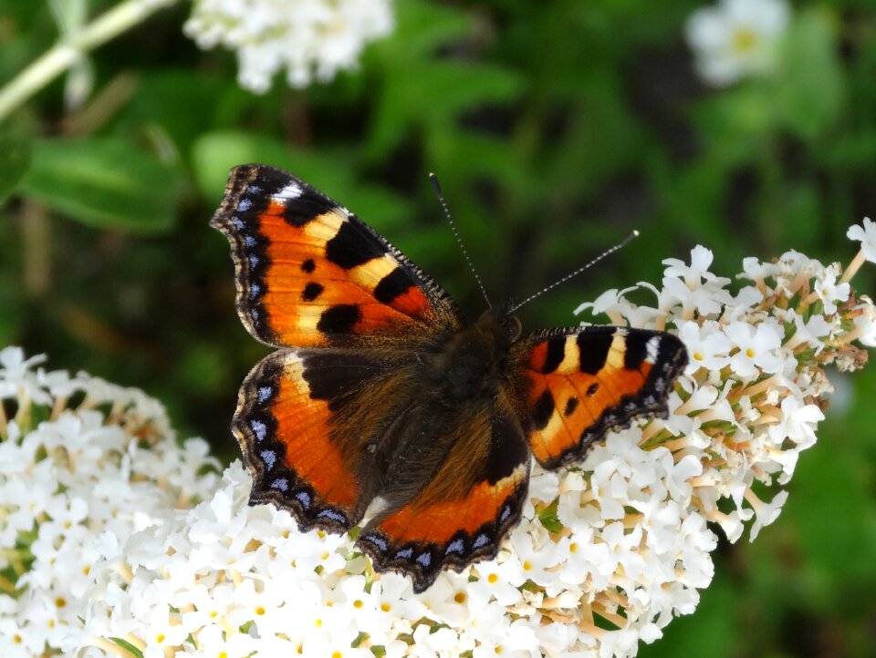 Colorful garden wing