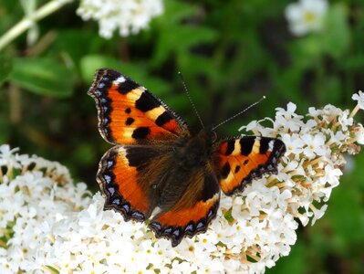 Colorful garden wing photo