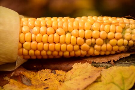 Food agriculture nature