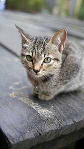 Pet feline cute photo