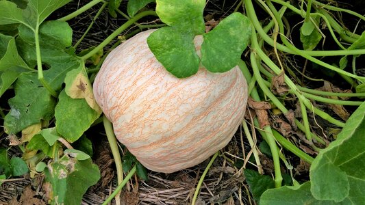 Autumn fall vegetable
