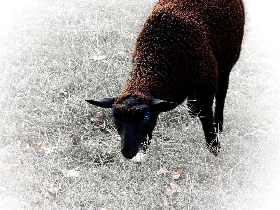 Wool head black sheep