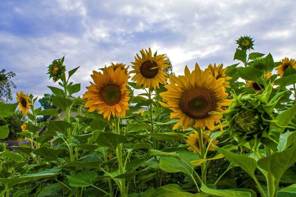 Summer plant blossom