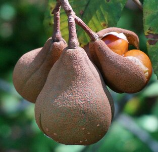 Nut pods tree leaves