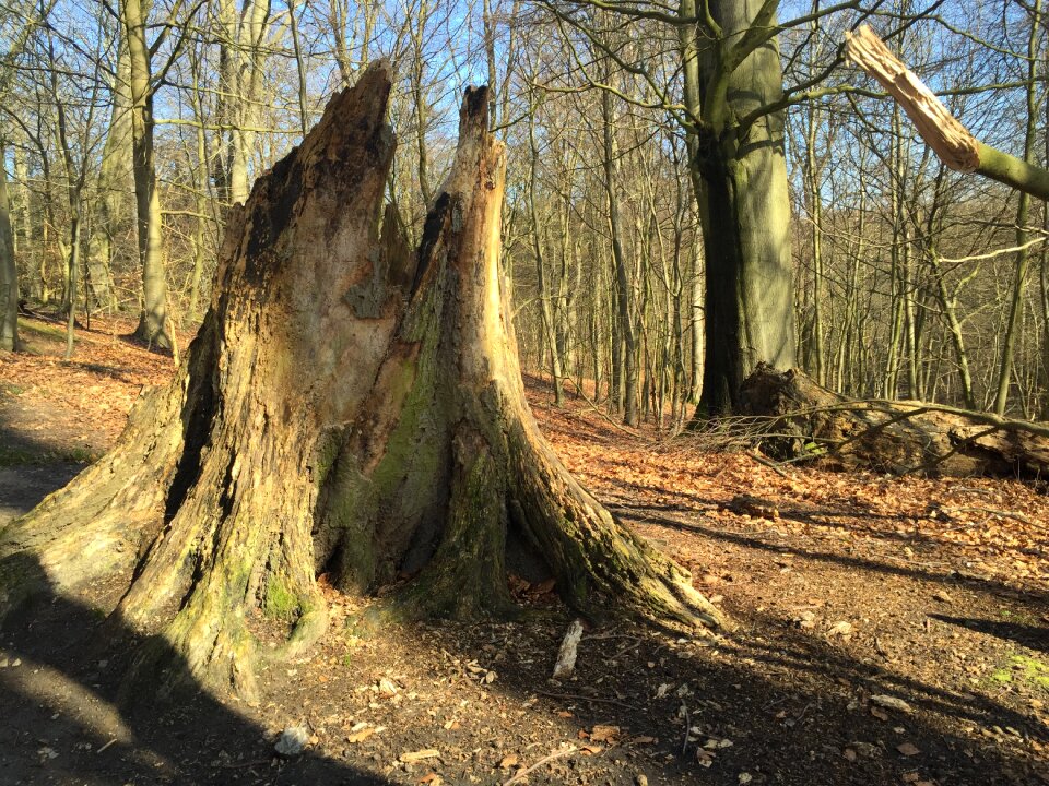 Forest denmark background