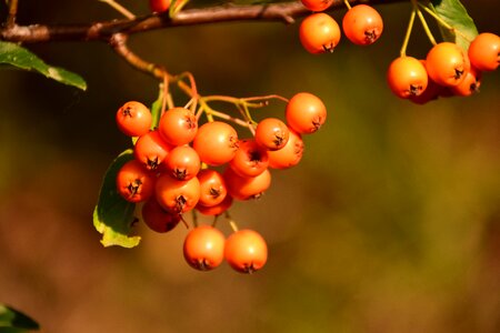Fruits bush plant