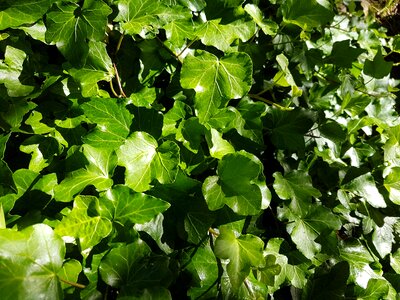Pattern common ivy ivy leaf