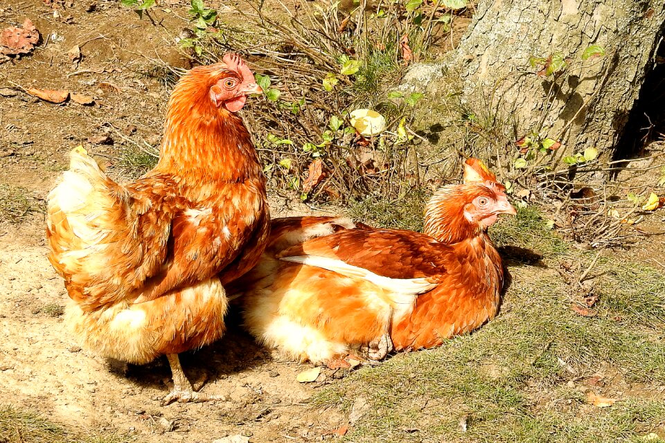 Poultry livestock the midday sun