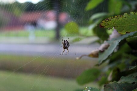 Cobweb nature close up