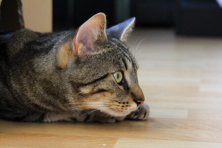 Feline cute kitten cat head
