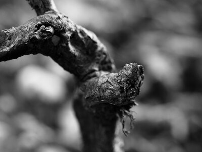 Nature tree trunk trunk photo